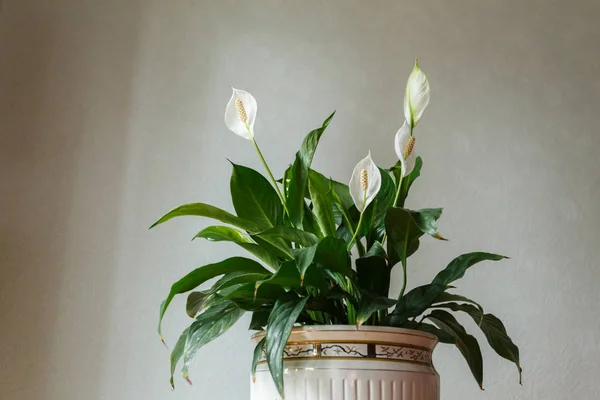 Spathiphyllum Flor Olla Blanca Habitación —  Fotos de Stock