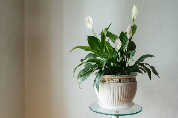 Цветок Спатифиллума Белом Горшке Комната — стоковое фото