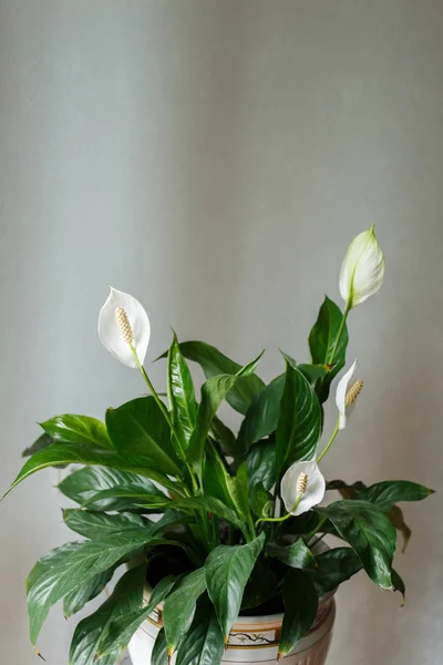 Spathiphyllum Fleur Dans Pot Blanc Chambre — Photo