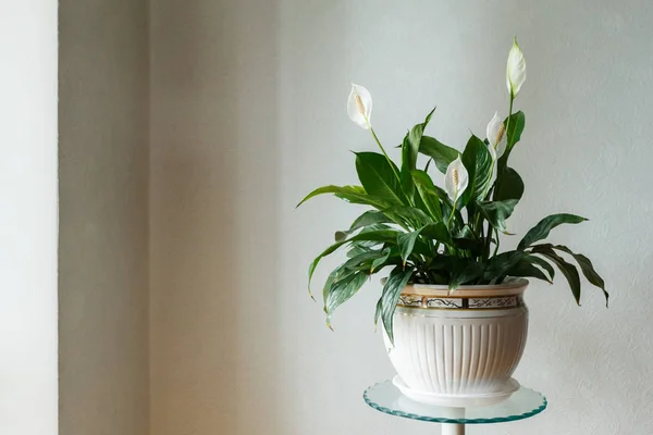 Spathiphyllum Fleur Dans Pot Blanc Chambre — Photo