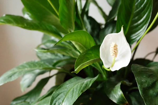 Spathiphyllum Blume Weißen Topf Raum — Stockfoto