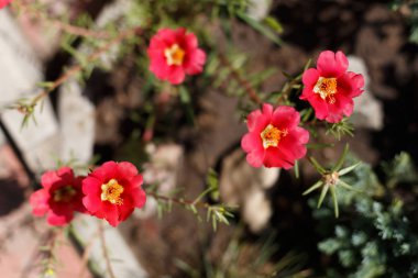 Portulaca çiçek yatak çiçek, üstten görünüm