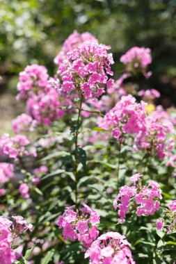 Phlox bahçede çiçek açan