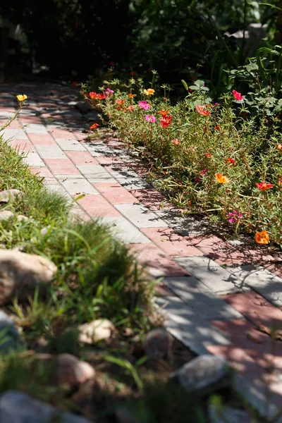 Portulaca flores en la flor de la cama, vista superior — Foto de Stock