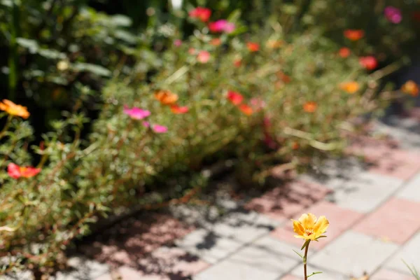 Portulaca Blumen Beet Ansicht Von Oben — Stockfoto