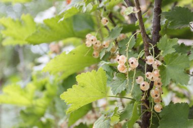Bir bahçede olgun beyaz frenk üzümü Dalı