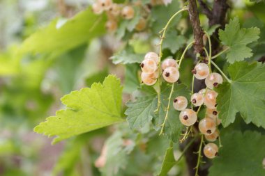 Bir bahçede olgun beyaz frenk üzümü Dalı