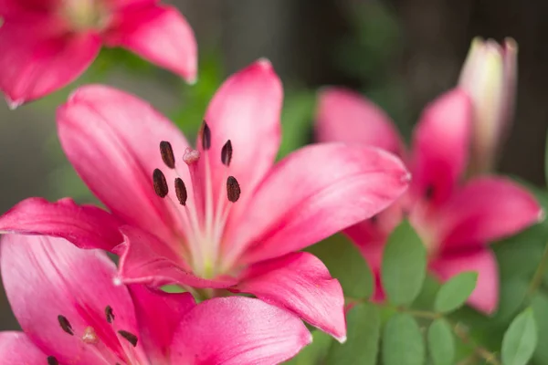 Close up de flores de lírio rosa no jardim — Fotografia de Stock