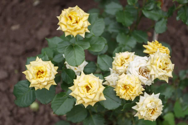 Gelbe Rosen im Garten, trockene Knospen — Stockfoto