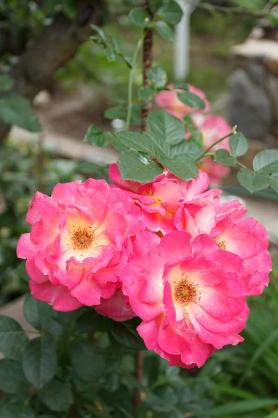 Rosarote Rosen blühen im Garten — Stockfoto