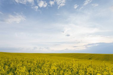 Çiçek açan kolza alanı ile doğal kırsal manzara