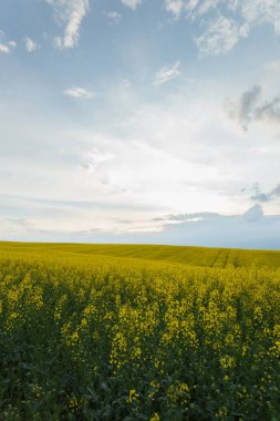 Çiçek açan kolza alanı ile doğal kırsal manzara