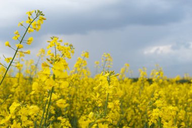 Alanda çiçek açan kolza tops