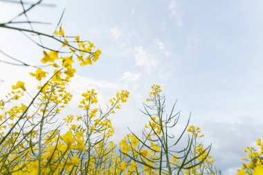 Alanda çiçek açan kolza tops