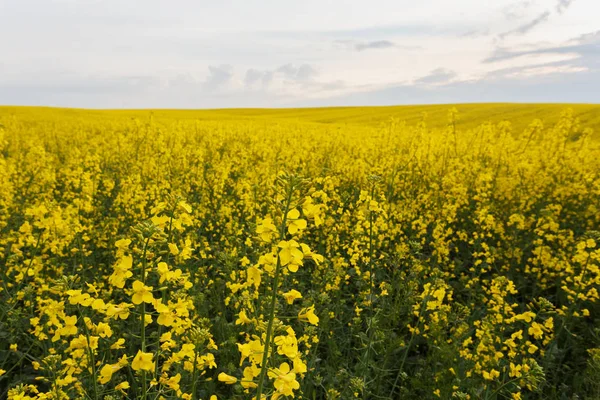 Scenic rural landscape with blooming rapeseed field — Stock Photo, Image