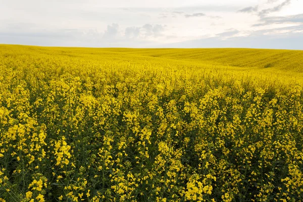 Scenic rural landscape with blooming rapeseed field — Stock Photo, Image