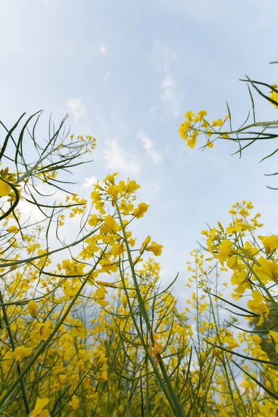 Hauts de colza en fleurs dans le champ — Photo