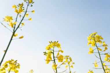 Alanda çiçek açan kolza tops