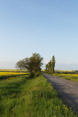 Kırsal yakınındaki kolza tarlaları arasında yol