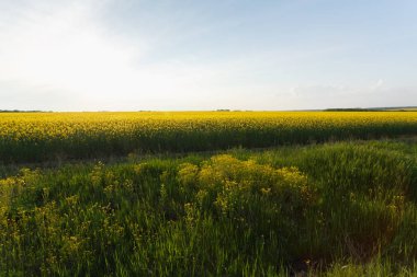 Gün batımında çayır yakınında kolza alanı