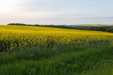 Gün batımında çayır yakınında kolza alanı