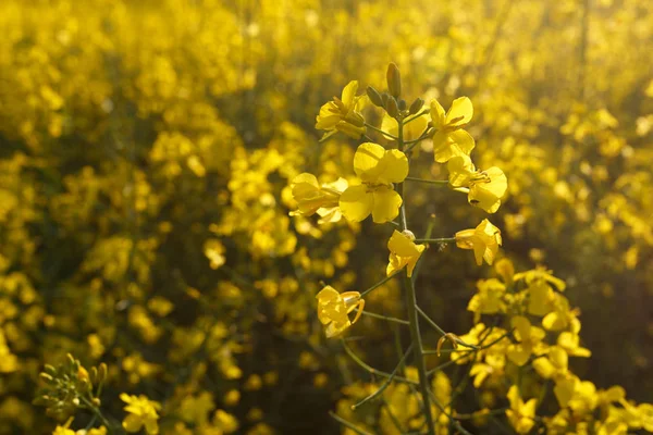 Hauts de colza en fleurs dans le champ — Photo