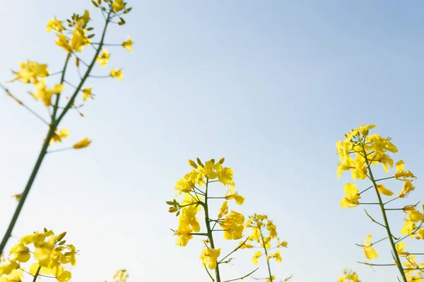 Hauts de colza en fleurs dans le champ — Photo