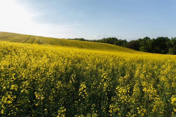 Sunset over the rapeseed field among the hills — Stock Photo, Image