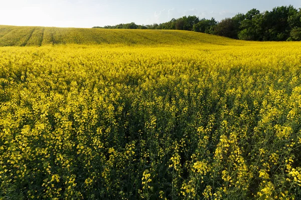 Sunset over the rapeseed field among the hills — Stock Photo, Image