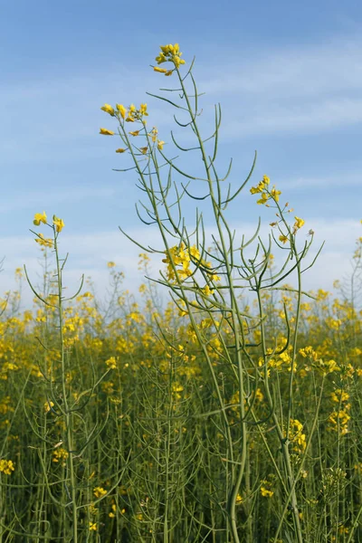 Hauts de colza en fleurs dans le champ — Photo