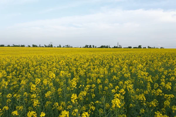 Rapeseed field near the power line at sunset — Stock Photo, Image