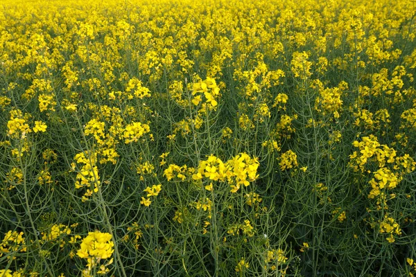 Hauts de colza en fleurs dans le champ — Photo