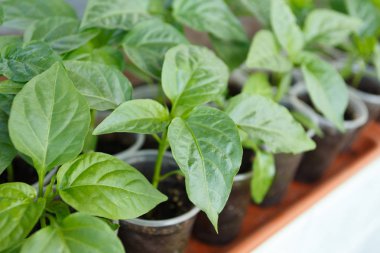 Penceredeki plastik kaplarda biber fidesi