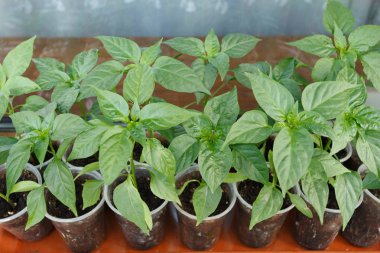 Penceredeki plastik kaplarda biber fidesi