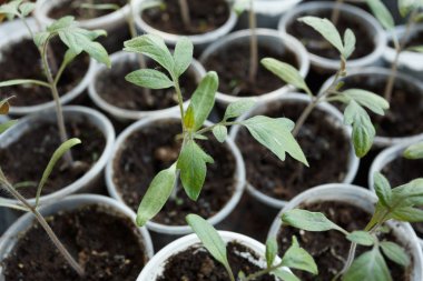 Plastik kaplarda domates fideleri, yakın