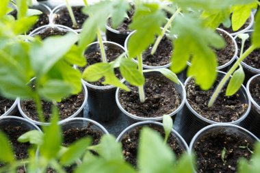 Plastik kaplarda domates fideleri, yakın