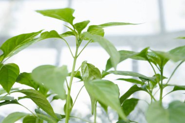 Penceredeki plastik kaplarda biber fidesi