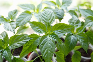 Penceredeki plastik bardaklarda biber fidesi