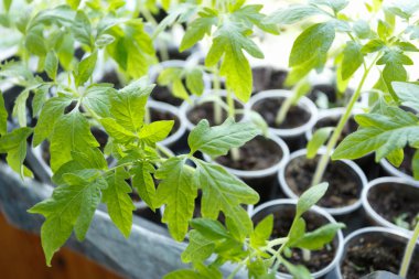 Plastik kaplarda domates fideleri, yakın