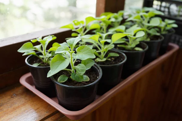 Pitunia seedlings in plastic flower pots on the window — Stock Photo, Image