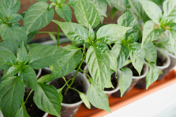 Саженцы перца в пластиковых горшках на окне
