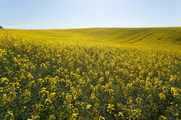 Sunset over the rapeseed field among the hills — Stock Photo, Image