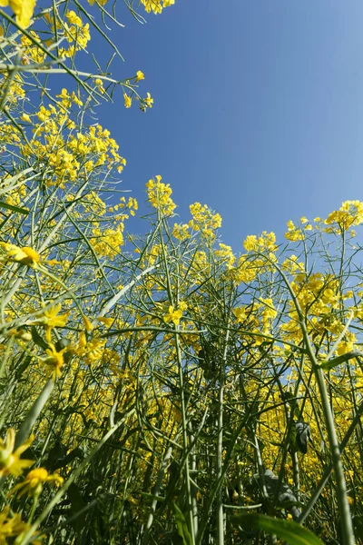 Hauts de colza en fleurs dans le champ — Photo