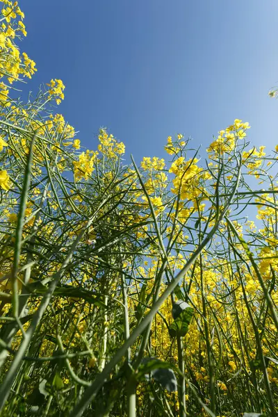 Hauts de colza en fleurs dans le champ — Photo