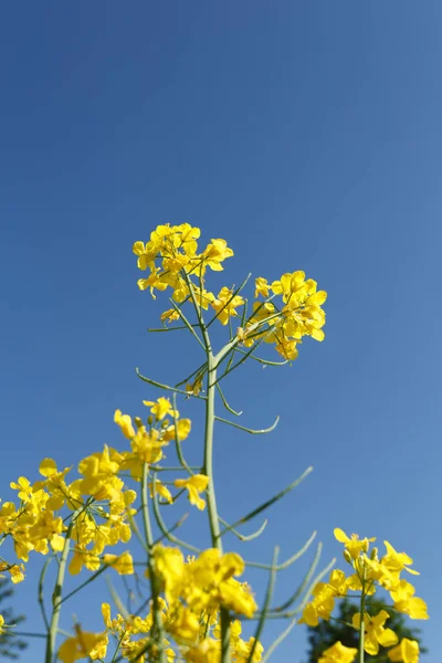 Toppar av blommande rapsolja i fält — Stockfoto