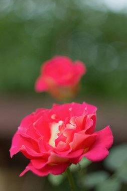 Bir bahçede pembe güller güzel Bush