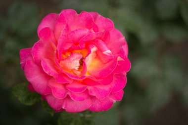 pembe Gül bahçesinde, yakın çekim