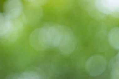 Yeşil ağaç yaprakları aracılığıyla bulanık ışık