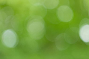 Yeşil ağaç yaprakları aracılığıyla bulanık ışık