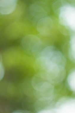 Yeşil ağaç yaprakları aracılığıyla bulanık ışık